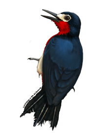 Carpintero de Puerto Rico | Sticker