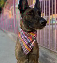 Image 1 of Fiesta Stripes