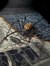 Image 2 of Statement "Crescent Moon"  1897 Taxiderny orbweaver Spider & Preserved Web