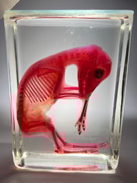 Image 3 of Diaphonized roe deer fetus