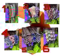 Coleteros 4x25
