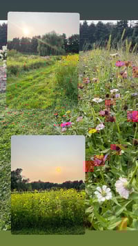 Wildflower Minis