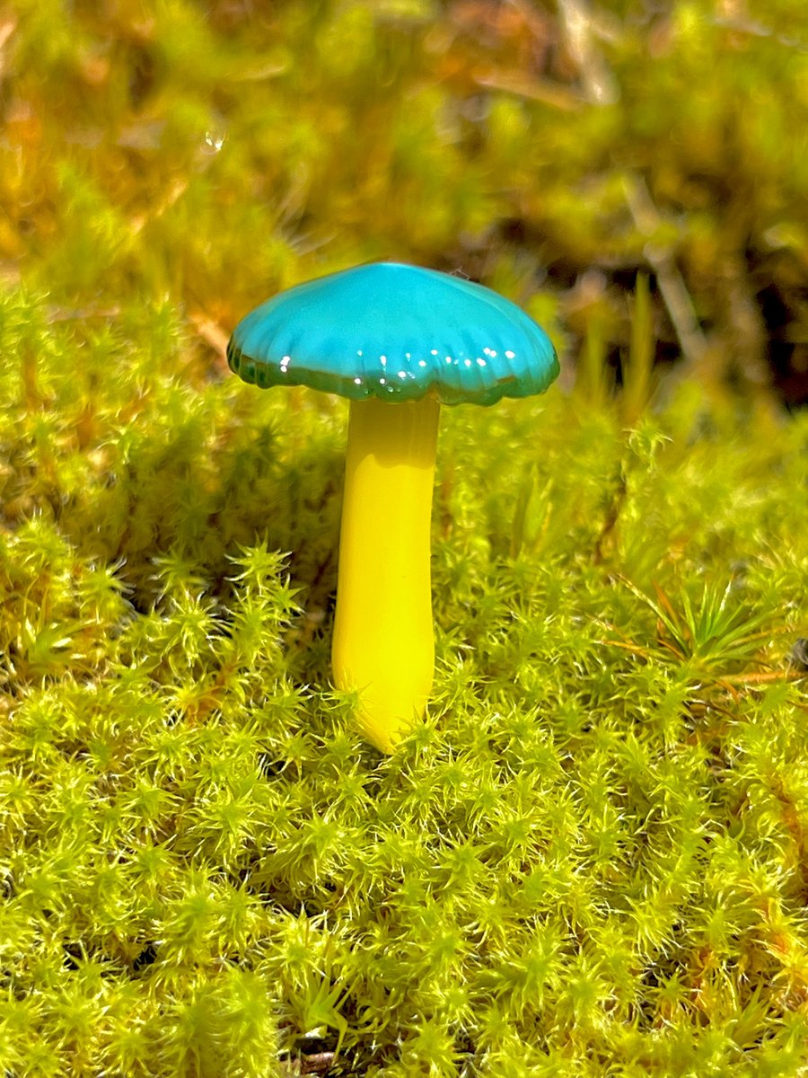 Image of Blue & Yellow Mushroom Plant Spike