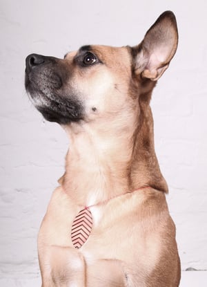 Image of nicotiana tabacum_roségold