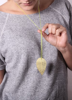 Image of brugmansia_grüngold