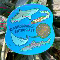 Image 1 of Elasmobranch Enthusiast 3” Sticker
