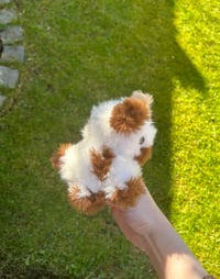 Image 4 of Baby Chocolate Cow