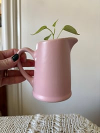 Image 2 of Vining Peperomia in Pink Creamer