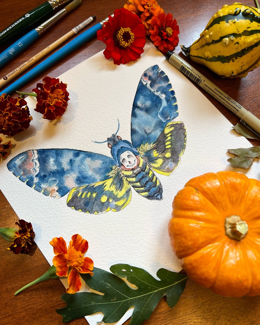 Image of Death's Head Hawkmoth ☠️ 