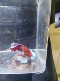 Image 3 of Dumbo lavender betta