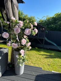 Image 1 of CONCRETE COLLECTION Rose arrangement in planter 