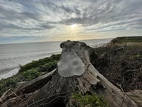 Image 5 of Covehithe Oak