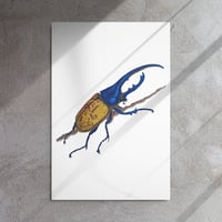 Image 2 of Metal print of Hercules Beetle