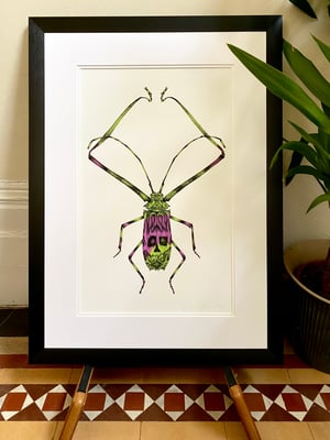 Purple and Green Harlequin Beetle