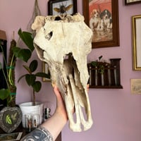 Image 2 of cow skull 
