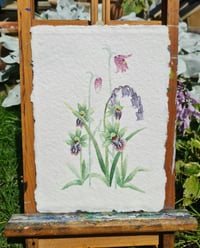 Image 2 of Native endangered species study 2