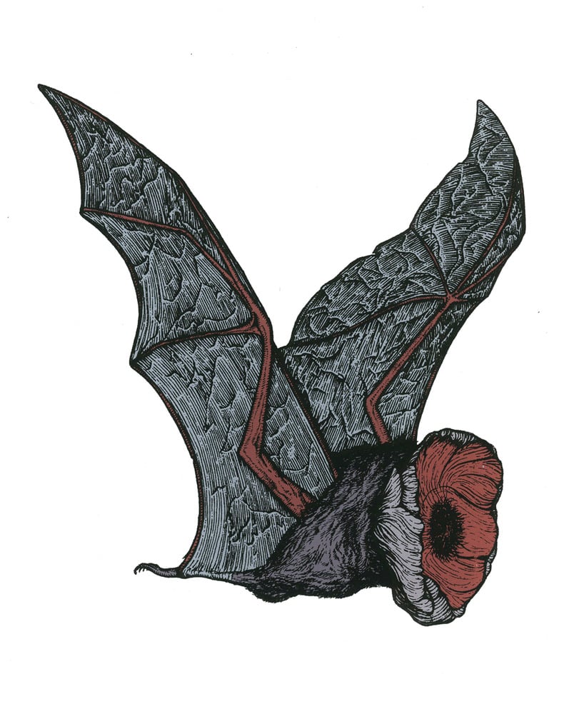 Image of POPPY BAT