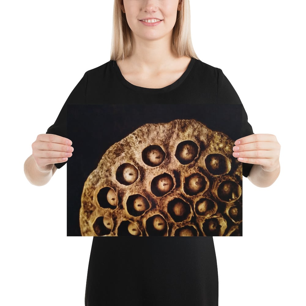 Photo Print: Lotus Seed Pod