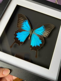 Image 2 of Papilio ulysses