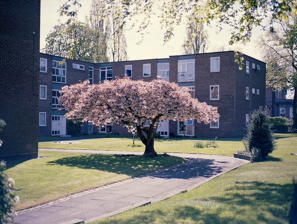 Image of Cherry blossom tree