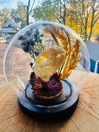 Image 1 of Cat Skull Terrarium 