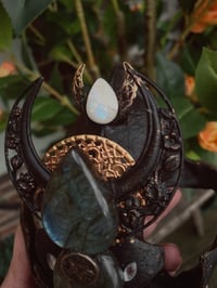 Image 21 of Spellbound adorned coyote skull 