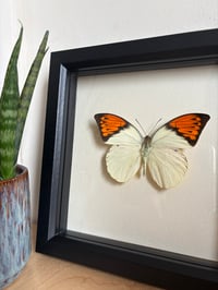 Image 1 of Butterfly Species Framed