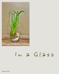 Image 2 of Air Plant - In a Glass