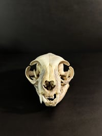 Image 4 of Cat Skull