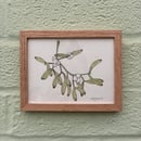 Image 1 of £50 originals - mistletoe watercolour