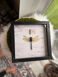 Image 3 of Moonstone Dragonfly