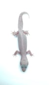 Super Giant Diablo Blanco (H- 23)