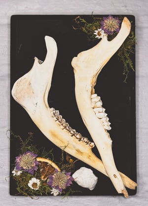 Image of Double Deer Jaw Hanger