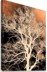 Image 3 of Evening Shade