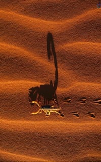 Image 4 of Scorpion Cuff