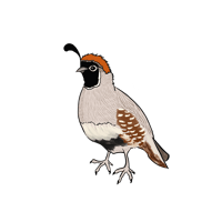Image 1 of Quail Print