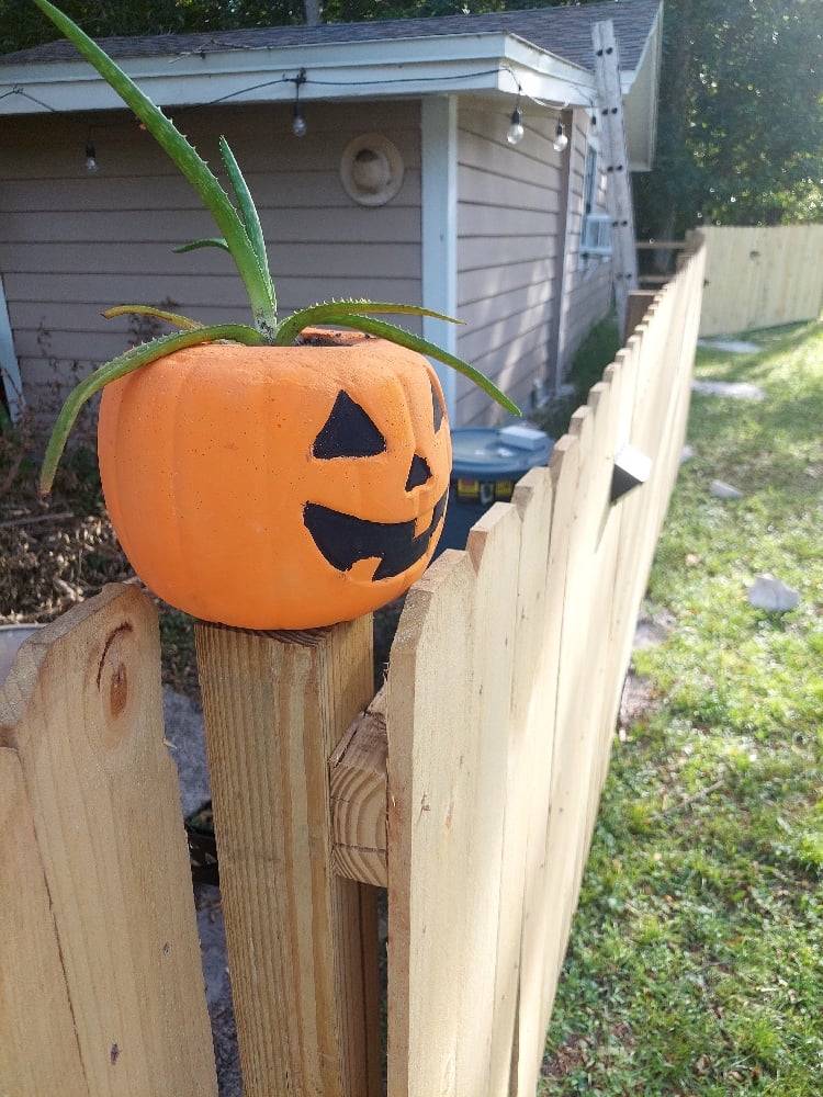 Image of Pumpkin Planters 🎃(limited)