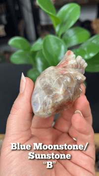 Image 9 of Anatomical Hearts