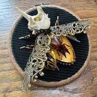 Image 4 of Specimen beetle (c, 4  inches)