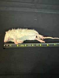 Image 2 of Small Rats