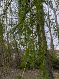 Image 5 of Western Larch : Larix occidentalis