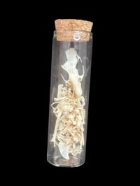 Image 2 of partial rat skeleton