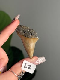 Image 12 of SMALL MEGALODON TEETH -SOUTH CAROLINA- CHOOSE YOUR OWN LOT 2 