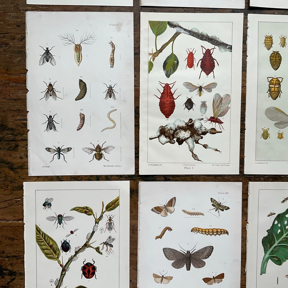 Image of Bug Pictures 