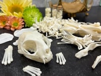 Image 4 of Small Skeletal Cleaning (6-15lbs)