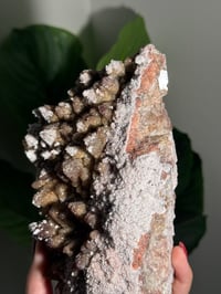 Image 5 of XL SUGARY DOG TOOTH CALCITE -MEXICO- B