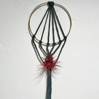 Image 3 of Air Plant Hanger