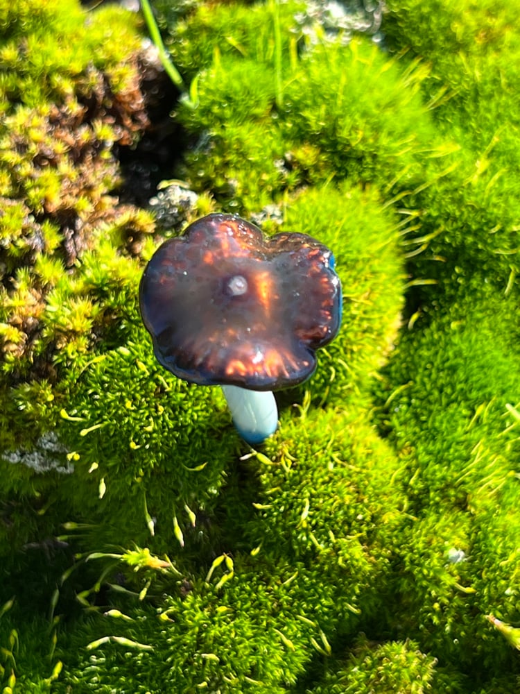 Image of Blue Staining Mushroom Plant Spike 5