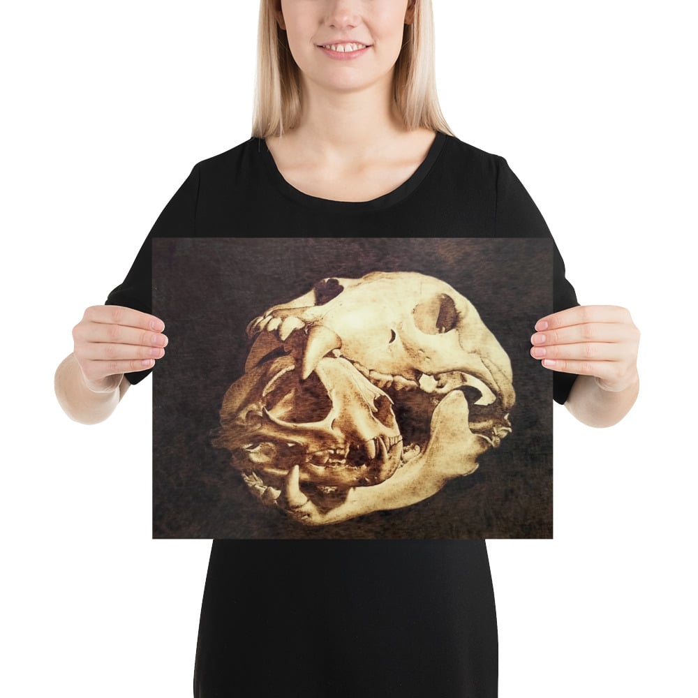 Photo Print: Bobcat Skull Inside Bear Skull