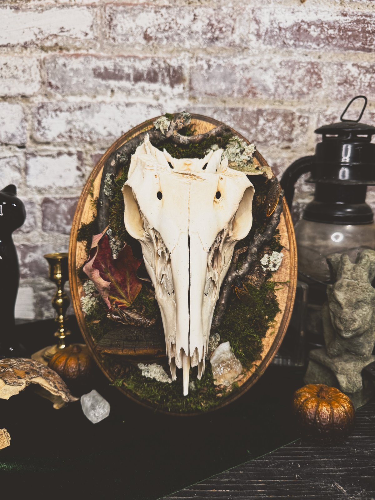 Image of Deer Skull Mount